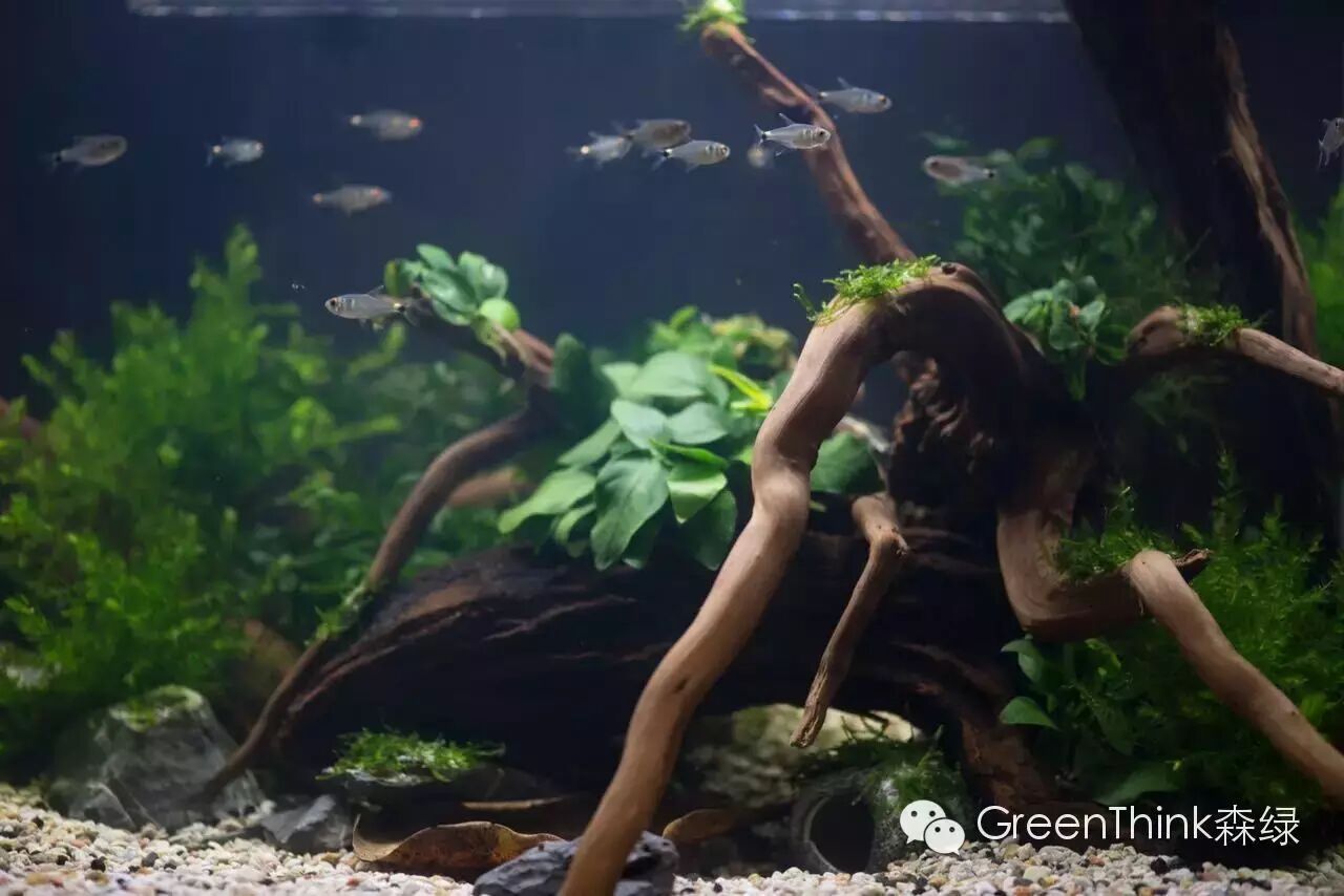 养狮王斗鱼能用榄仁叶吗_榄仁叶 灯鱼_七彩神仙鱼榄仁叶