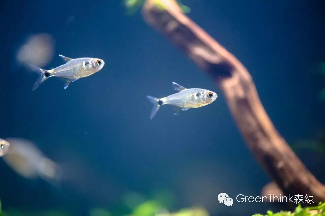 养狮王斗鱼能用榄仁叶吗_榄仁叶 灯鱼_七彩神仙鱼榄仁叶