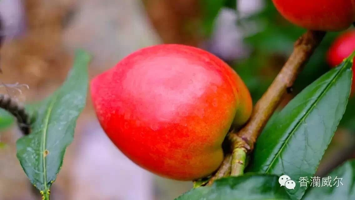 人体需要硒你的供给够了吗