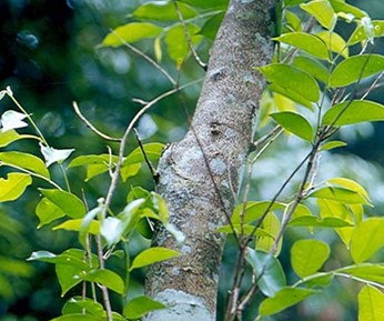 各种檀香味道特点及其保养