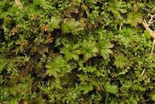 发现神龙峡之美—珍稀濒危民间药用植物