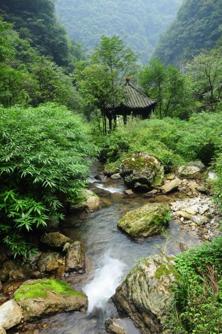 发现神龙峡之美—珍稀濒危民间药用植物