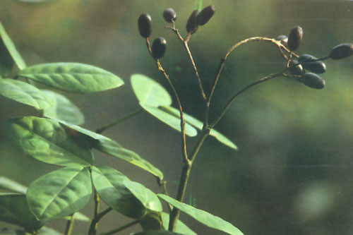 胡豆莲神龙洞悬崖峭壁上发现该种稀有植物—干岩千民间药用:用于止痛