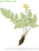 发现神龙峡之美—珍稀濒危民间药用植物