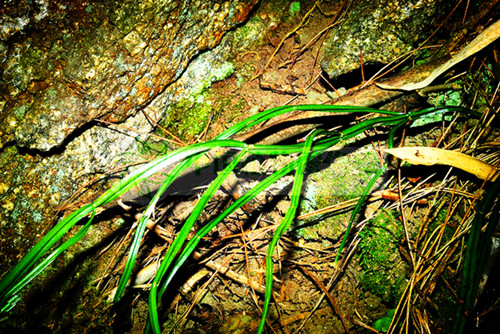 发现神龙峡之美—珍稀濒危民间药用植物