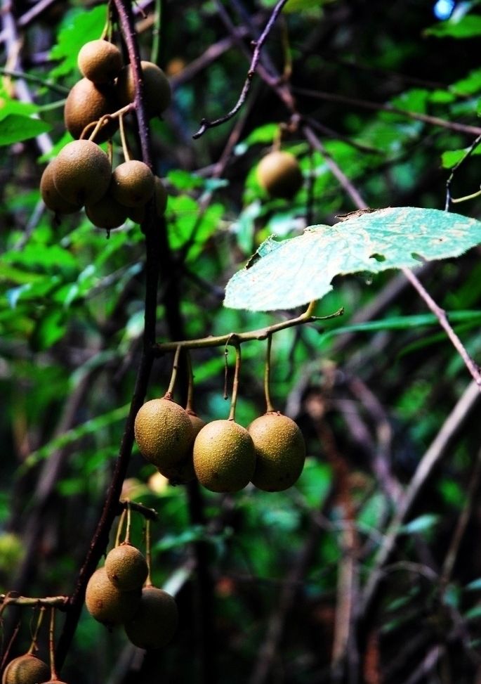 发现神龙峡之美—珍稀濒危民间药用植物