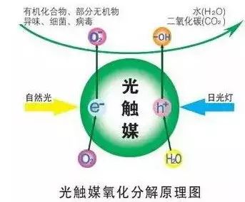 【家·环保】江湖传说的除甲醛大法，橘子菠萝都用上了，但最最管用的居然是...