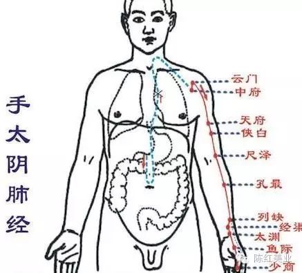 陈红美业|经络对于健康小知识,你知道吗?