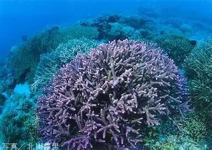 珊瑚种类介绍