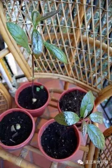 橄榄核油核 铁核 区分_芒果从核里长黑线能吃吗_芒果核