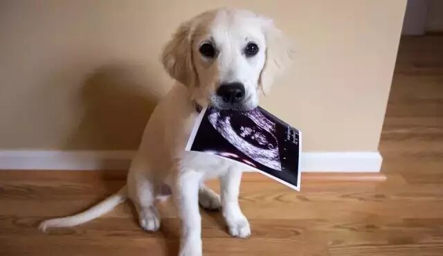 实用|朋友圈如何高逼格发布怀孕宣言,技能Get-怀孕期