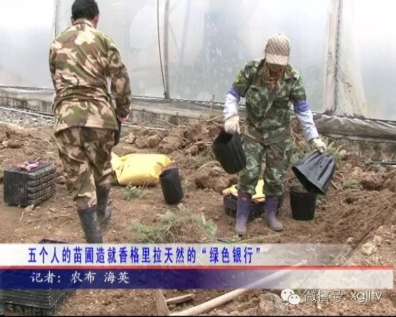 五个人的苗圃造就香格里拉天然的“绿色银行”