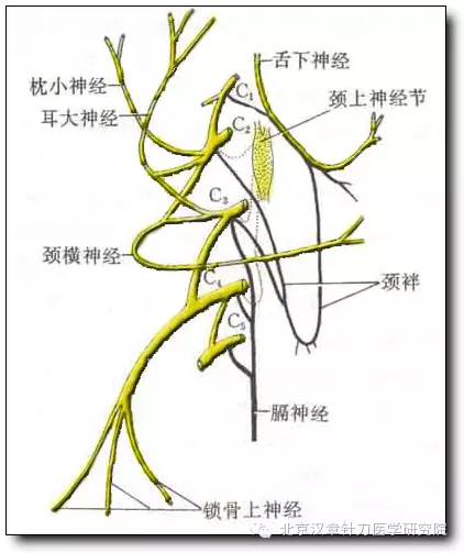 颈神经(针刀人必备)