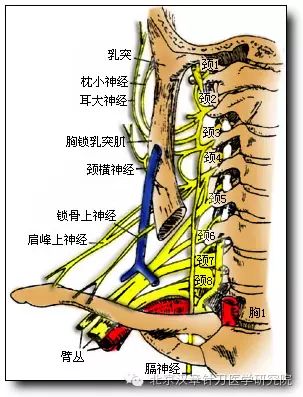 颈神经(针刀人必备)