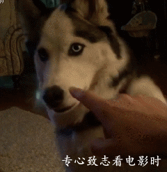 【卖二时间】哈士奇的日常 二到极限的表情帝