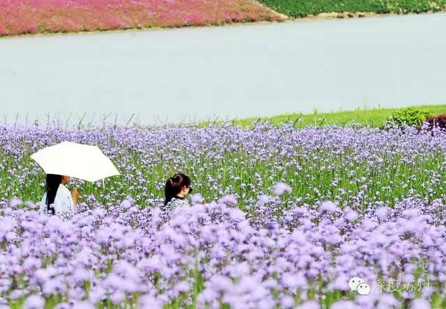 除了園林，來蘇州一定要去的15個打卡地！ 旅遊 第17張