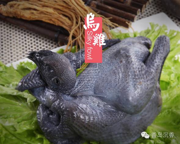 香岛香鸡——海南沉香林下绿色散养土鸡 无激素纯粮食喂养 - 沈汝青 - 沈汝青 香岛香鸡——海南沉香林下绿色散养土鸡 无激素纯粮食喂养 - 沈汝青 - 沈汝青
