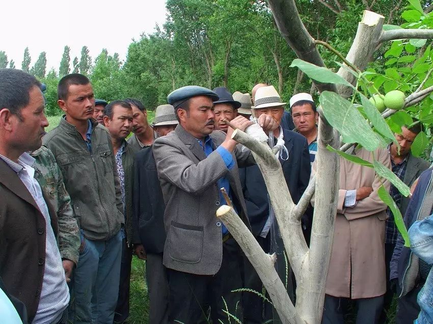 在培训现场,种植能手艾则孜木沙被村民们团团围住.