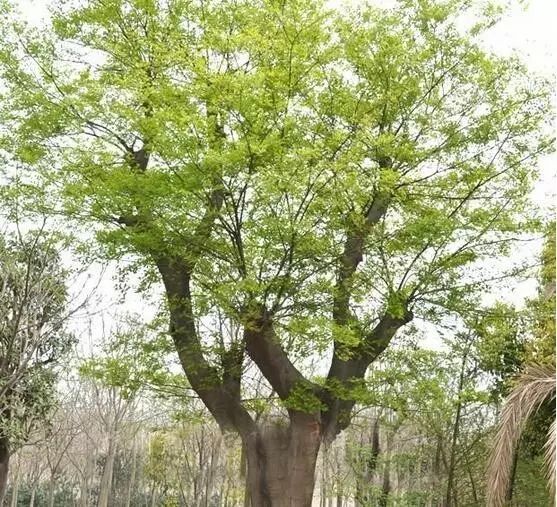 贩树男子在巢湖踩点挖树,盗7棵贵重朴树,一棵价值过万元