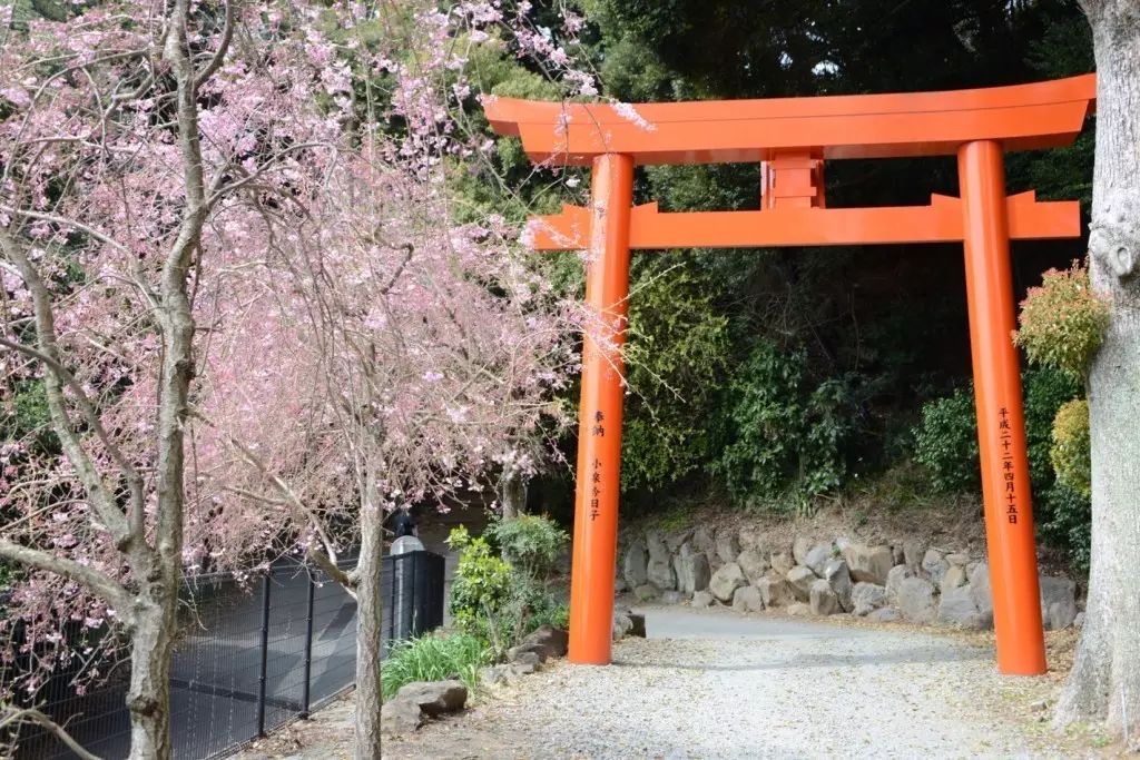 小泉今日子供奉的结缘神社,秘藏的赏樱名所——热海伊豆山