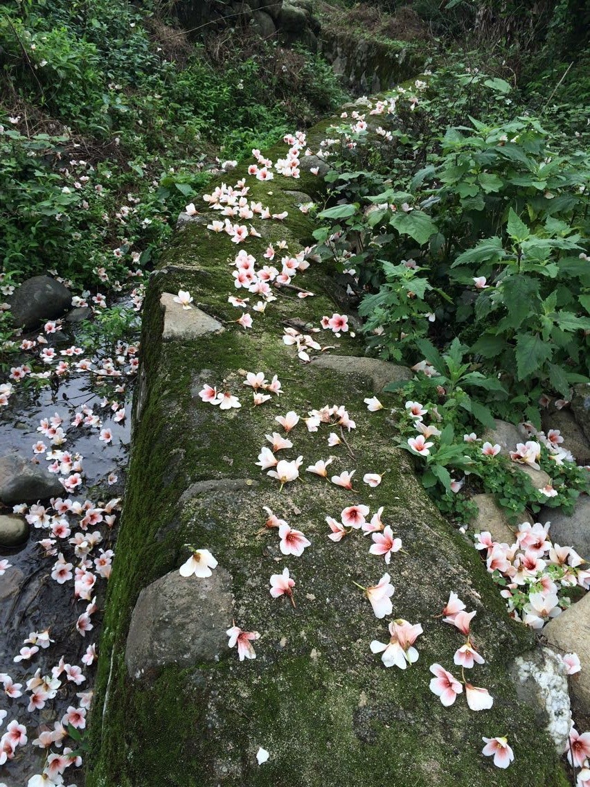 罗坑油桐花(拍摄于2015年5月)