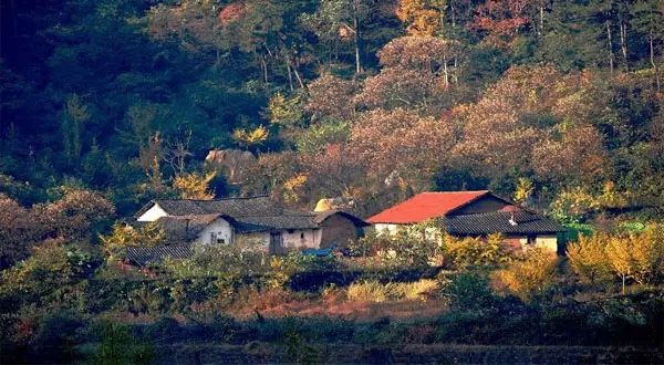 地址:随州市洛阳镇随州银杏谷,一个由308棵千年以上银杏树,17000多棵