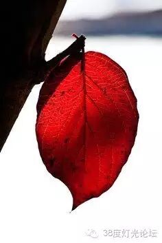 光，色 五部曲之红