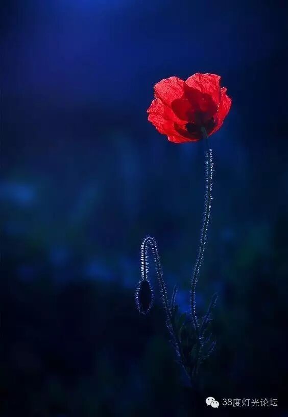 光，色 五部曲之红