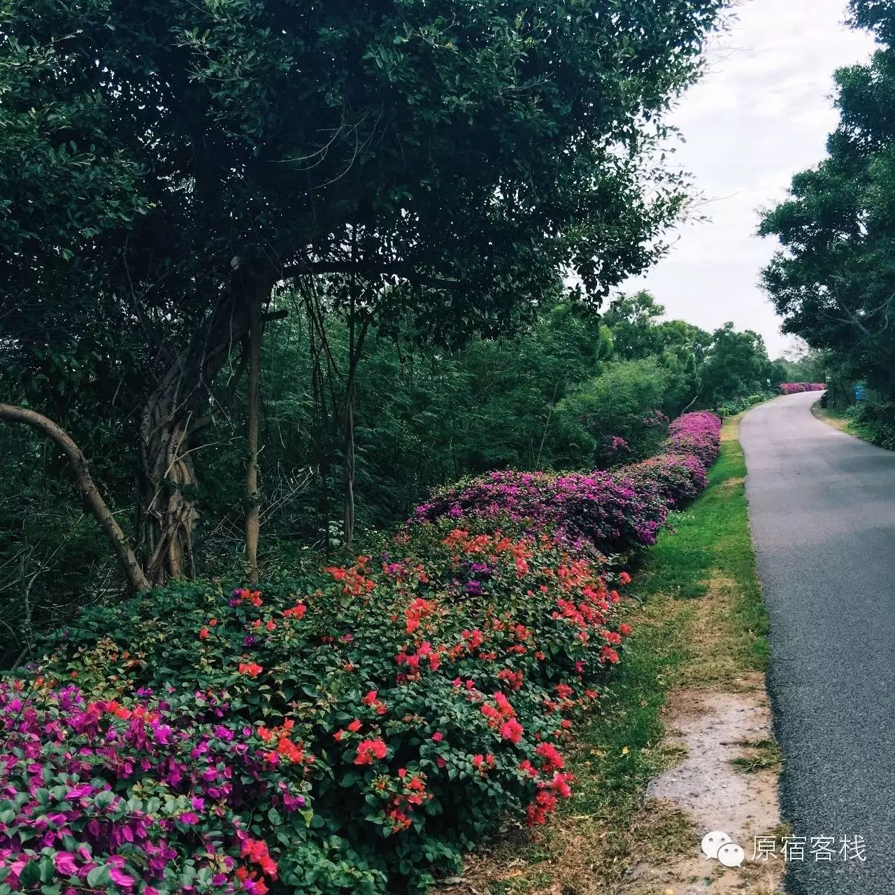 铺满鲜花的小道