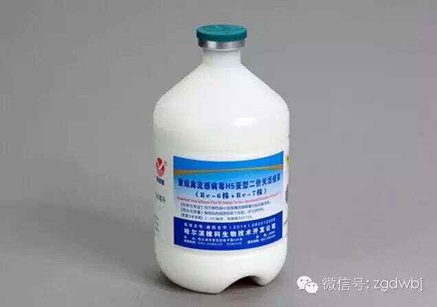 预防禽流感疫苗更新，哈兽研Re-4换Re-7