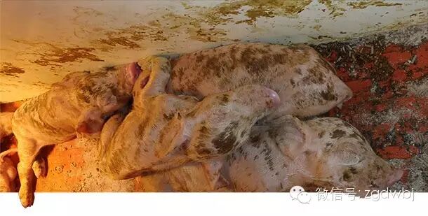 猪场PED，美国研究新进展