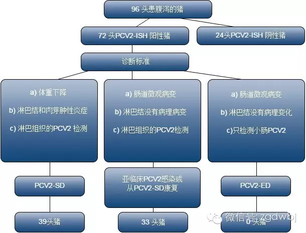 PCV2如何引发肠道问题？