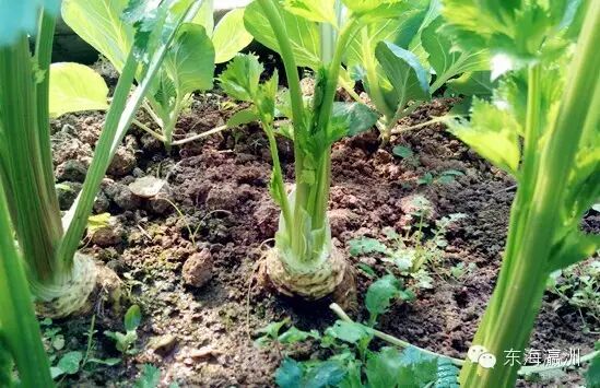 根芹_芹根是什么_芹根甘草茶