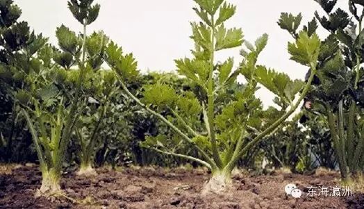 芹根是什么_根芹_芹根甘草茶
