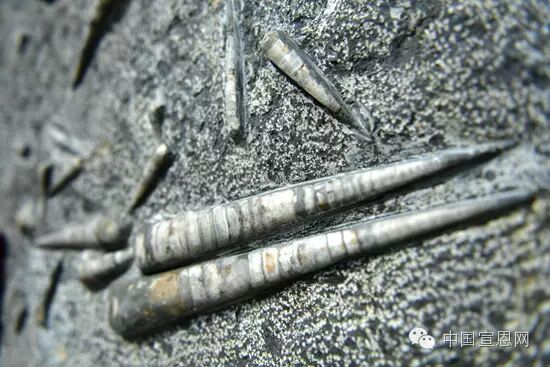 喏，就是这个像宝塔一样的东西，所以还被称为宝塔石、直角石、竹笋石。