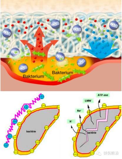 抗菌清创敷料有什么用PHMB在伤口感染治疗中的应用_https://www.jmylbn.com_新闻资讯_第3张