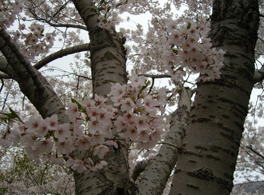 原创投稿  |  如果可以 (文/白鱼)