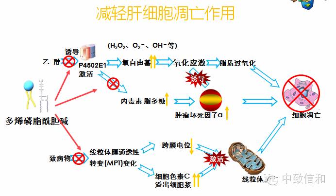 ppc"1 4"中的"4"的第4个机制为减少肝细胞凋亡作用 1.