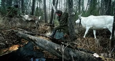 使鹿鄂温克人--维佳 使鹿鄂温克人--维佳