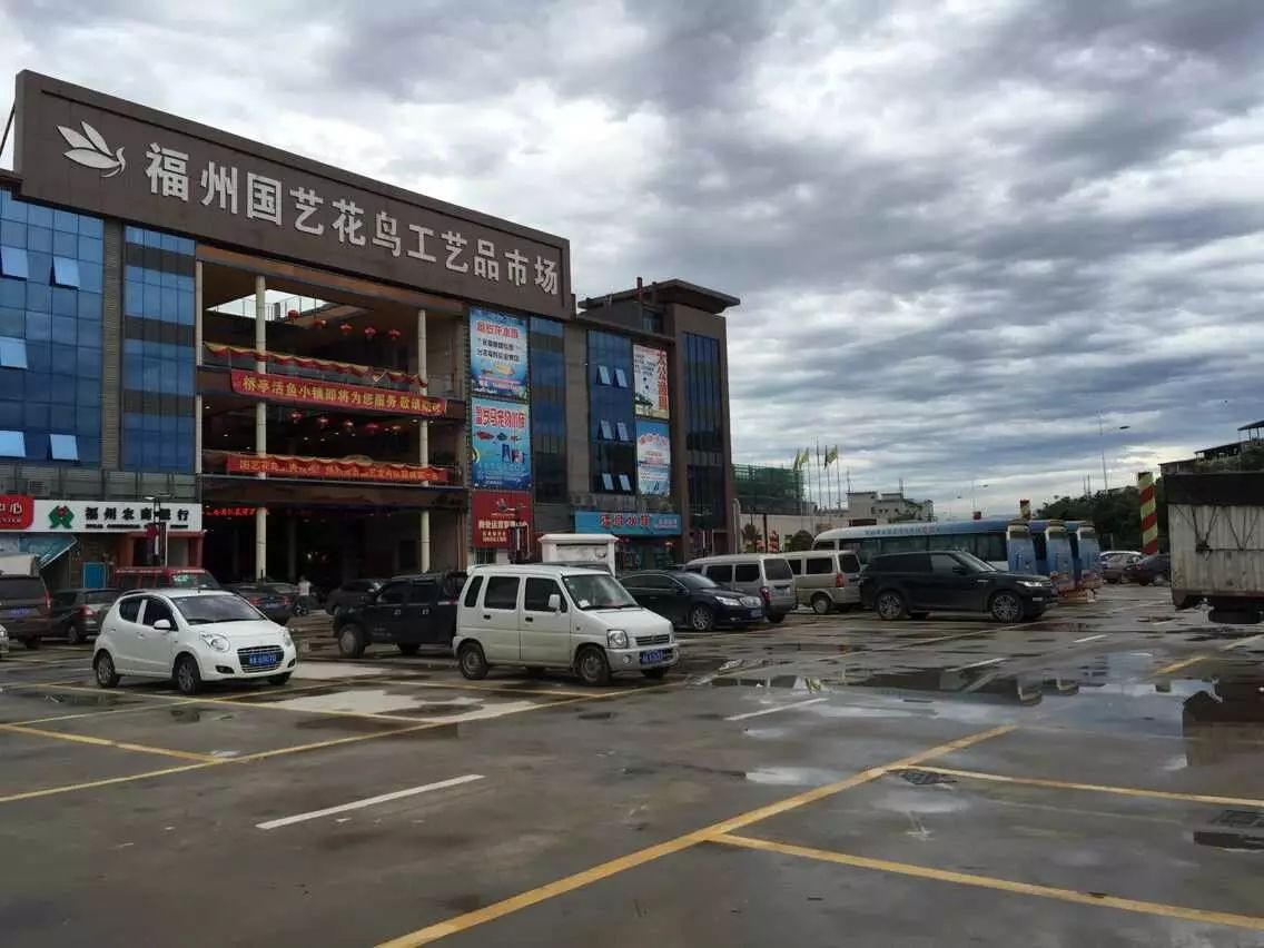 福州有三大花鸟市场!你竟然不知道?这份最全的"采花"攻略,一定要收藏!