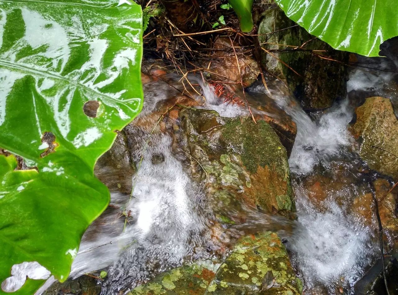 养殖区水质好得不得了,要知道拍摄那天是下雨天,雨后溪水还如此清澈