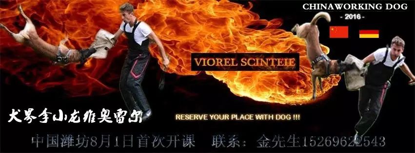 8月1日犬界李小龙维奥雷尔联合犬滋味山东潍坊首次开课九...
