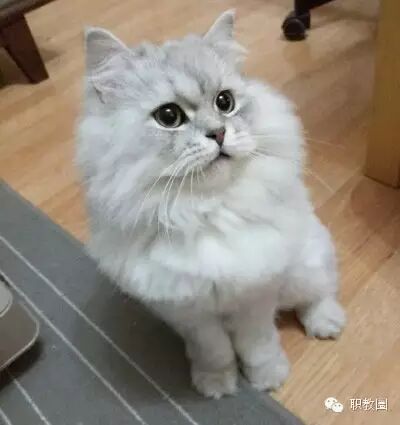 二胎时代,压力最大的人原来是校长-怀孕期