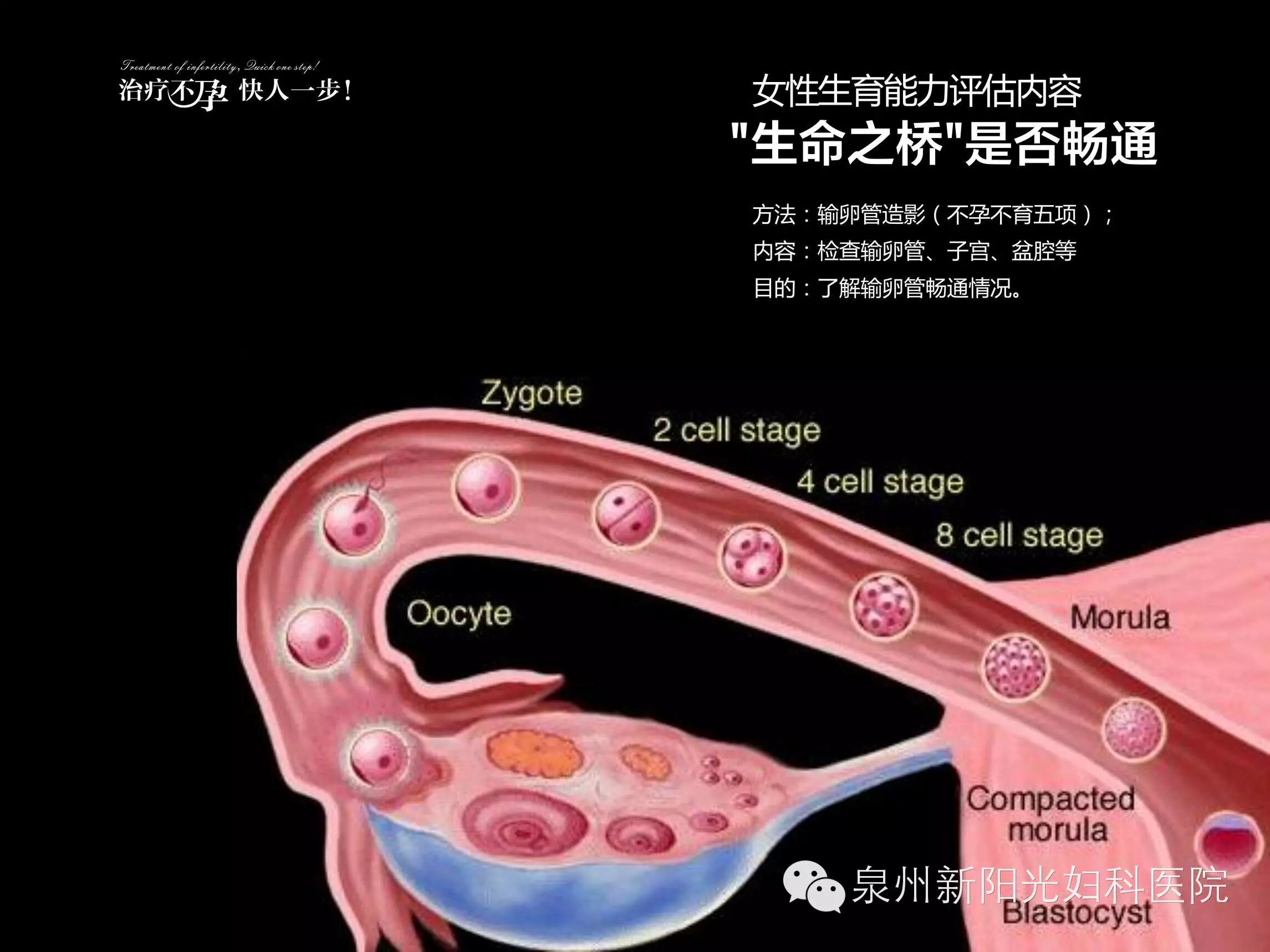 两次怀孕均胎停,原来是家里的“小可爱”在作怪……-怀孕期