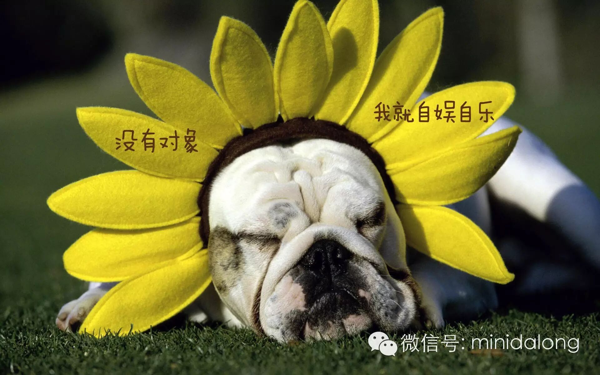 【大龙讲段子】——哥们忙,两个月才回一次家,老婆怀孕7个月,他只能让老婆用嘴~(点开语音,听段子)-怀孕期