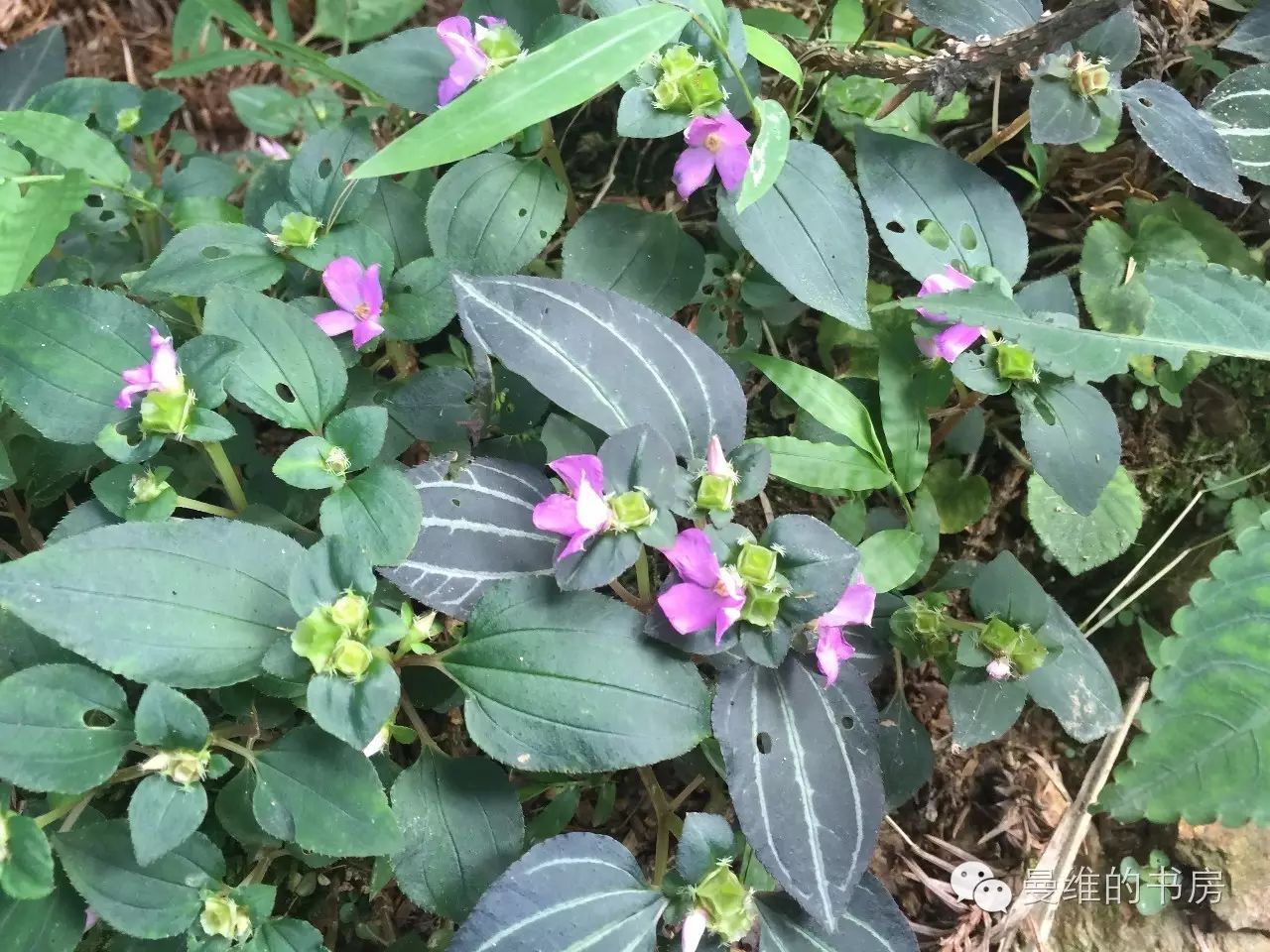 家乡(黔东北)植物辨识图谱(一)