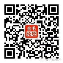 金毛怀孕50天竟然早产生下了11只,可惜没有一只存活,都哭了-怀孕期