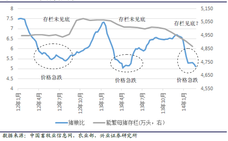 养殖户亏损较大会加大力度连续   剔除    母猪存栏