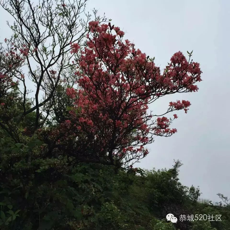 恭城520社区携手行者俱乐部赴三江大平头（棋盘界）观赏最美杜鹃花！392 / 作者:箩筐索 / 帖子ID:115901