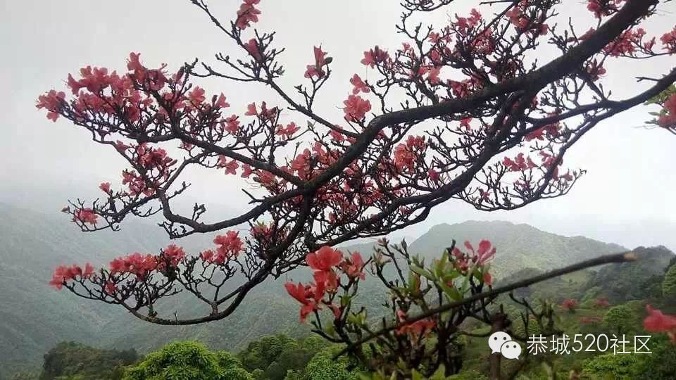 恭城520社区携手行者俱乐部赴三江大平头（棋盘界）观赏最美杜鹃花！516 / 作者:箩筐索 / 帖子ID:115901